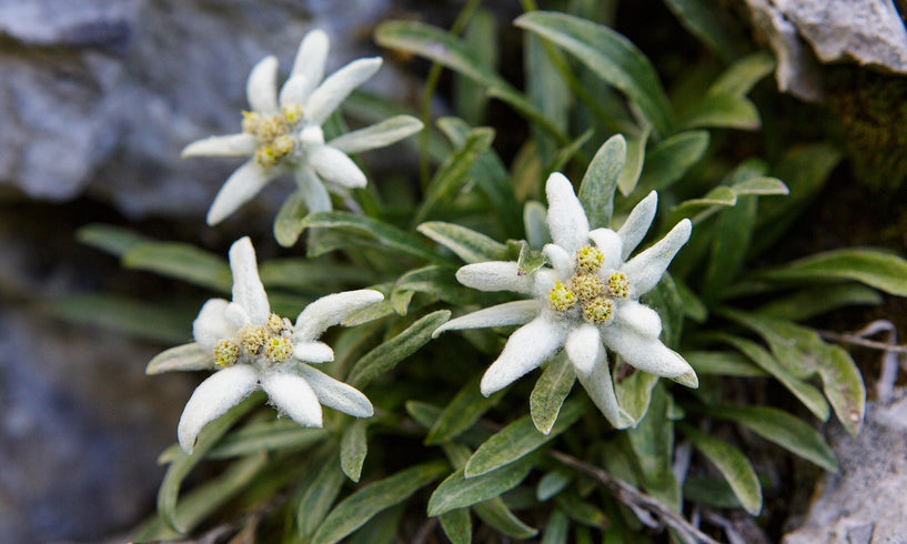 Fordelene med solkrem med Edelweiss image