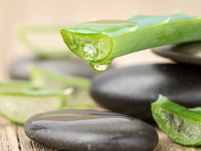 aloe vera