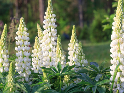 French White Lupin 
