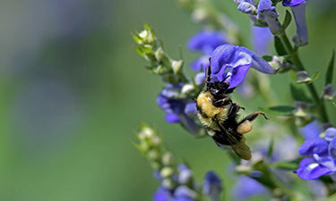 Natural and organic skin care image